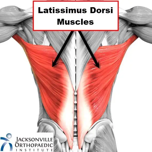 <p>Latissimus Dorsi</p>