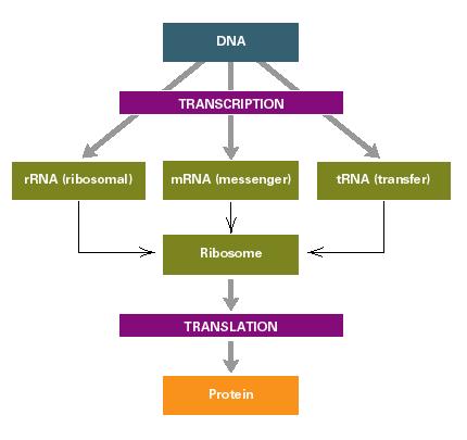 <p>Central Dogma of molecular genetics</p>