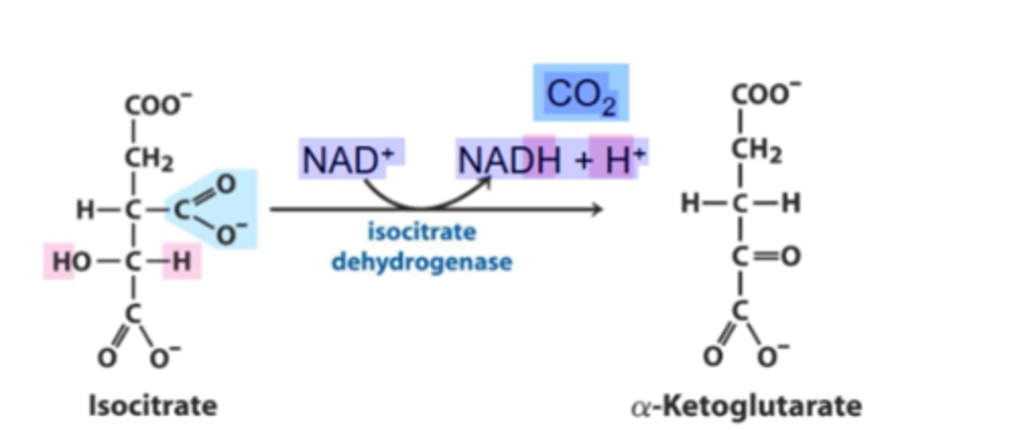 <p>Substrate → Product: Isocitrate → α-Ketoglutarate + CO₂</p><p>Enzyme: Isocitrate dehydrogenase</p><p>Energy intermediates: NAD⁺ + 2H⁺ +2e⁻ → NADH + H⁺</p><p>Other Molecules: CO₂ removed</p><p>Notes: First oxidative decarboxylation</p>