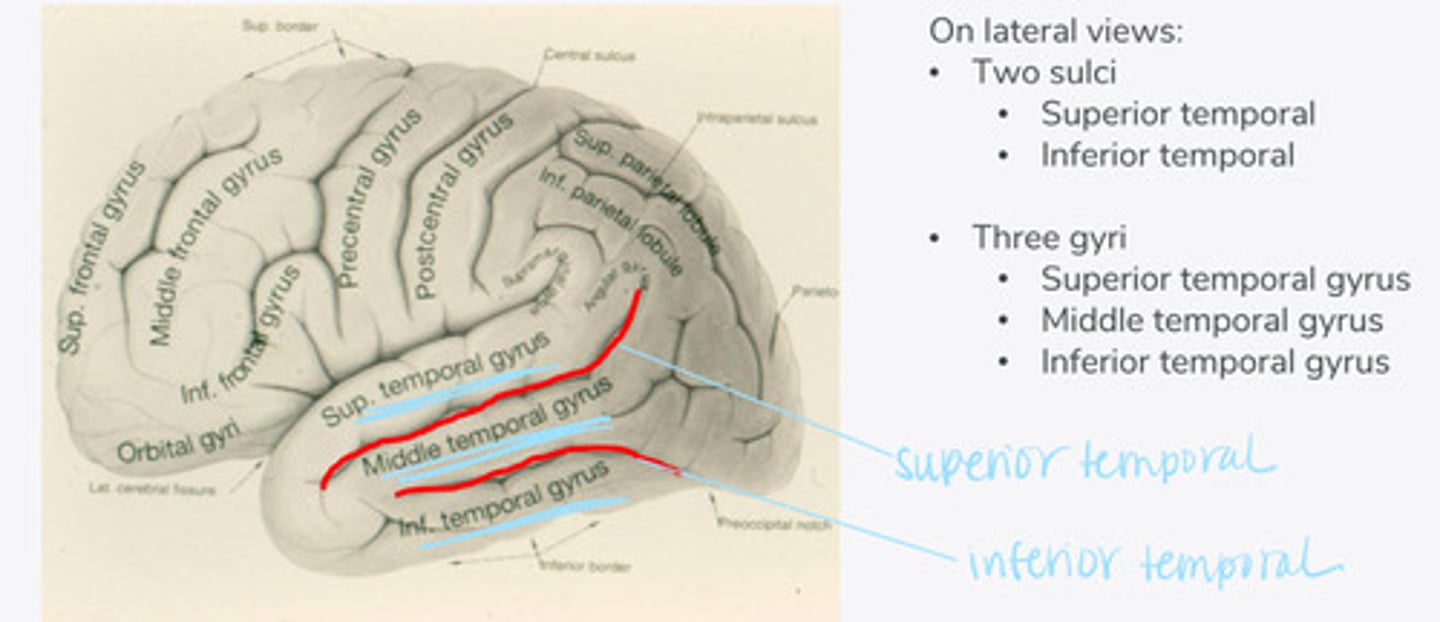 <p>What are the 3 major gyri of the temporal lobe (on lateral view)?</p>
