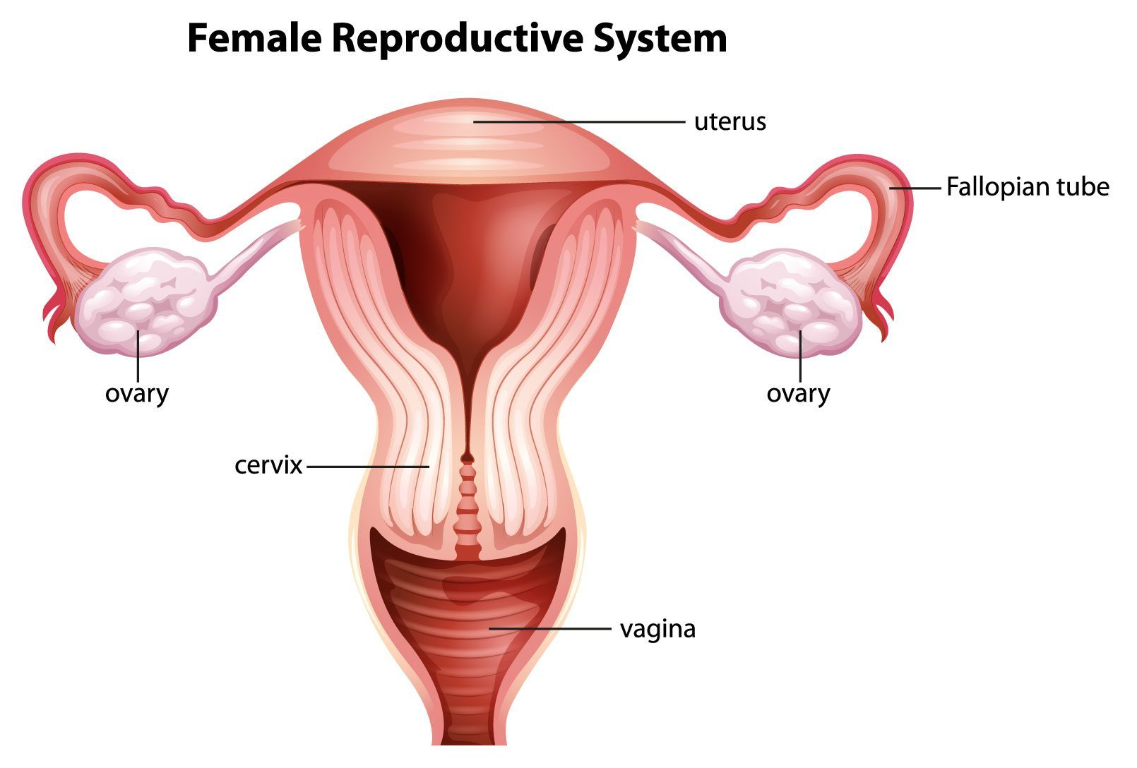<p><strong>Parts of the </strong><span style="color: blue"><strong>Fallopian ( Uterine ) Tube</strong></span></p><img src="https://lh7-rt.googleusercontent.com/docsz/AD_4nXe8t-vK8WblyWpAy1r3-Qx8BHIq7EuSMDkNrHXOi6HXCOvxxTDf8ZpW3KS0VrVli0fD2cbJZTwaQFvnFgMNHpg88LFI9T9dQWyn6KRRx4cLUfSJPI8kVLBMBLpPIbPGRIxQoWOyTA?key=0NmS09b7DSVt44FZoYhqRUdh" data-width="100%" data-align="center"><p>→ next card</p>