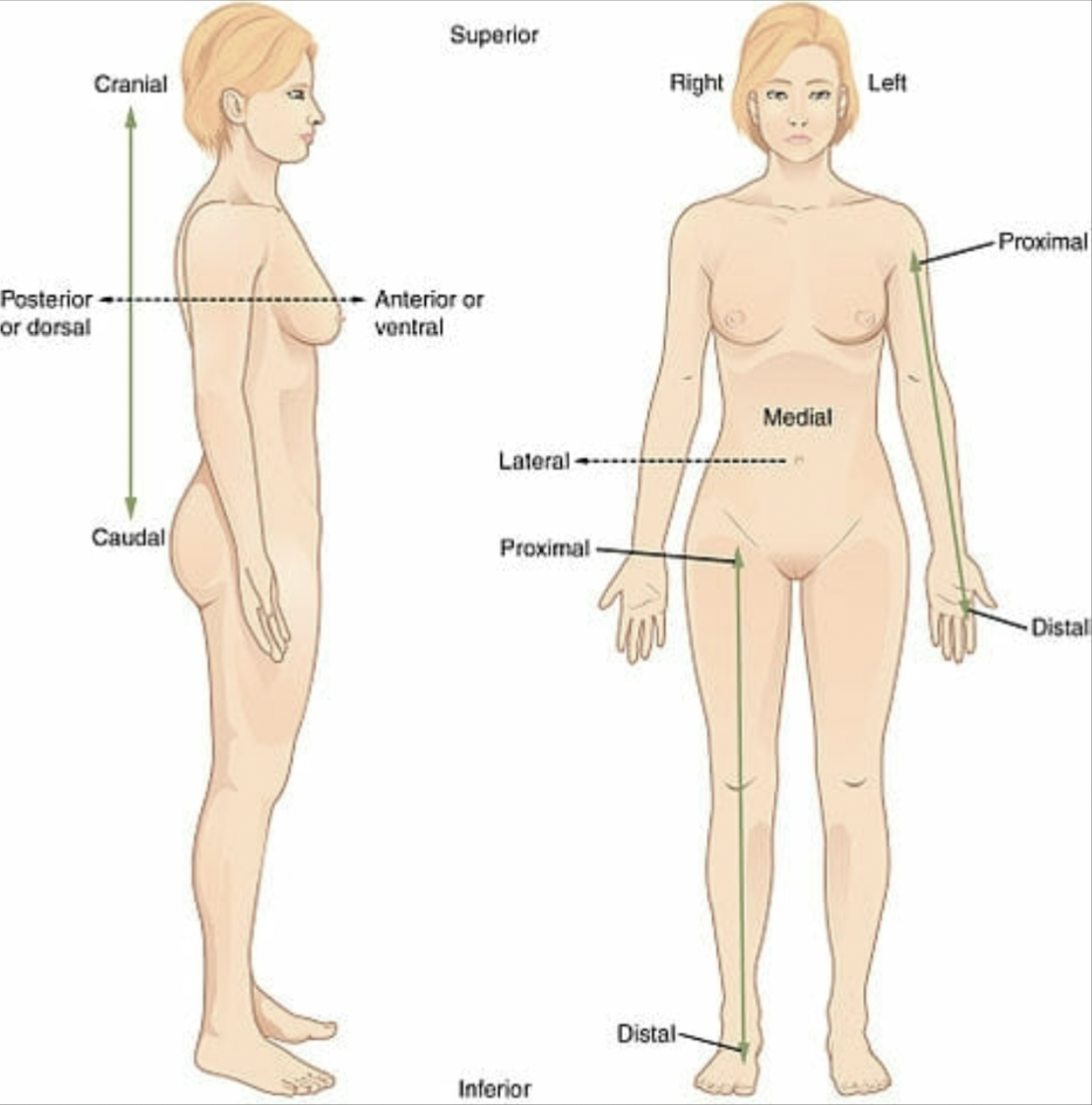 <p>Person facing forward (anteriorly) with palms forward (anterior) and thumbs lateral</p><p></p>