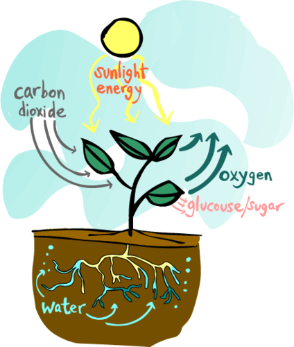 Plants use the sun's energy to convert water and carbon dioxide into sugars
