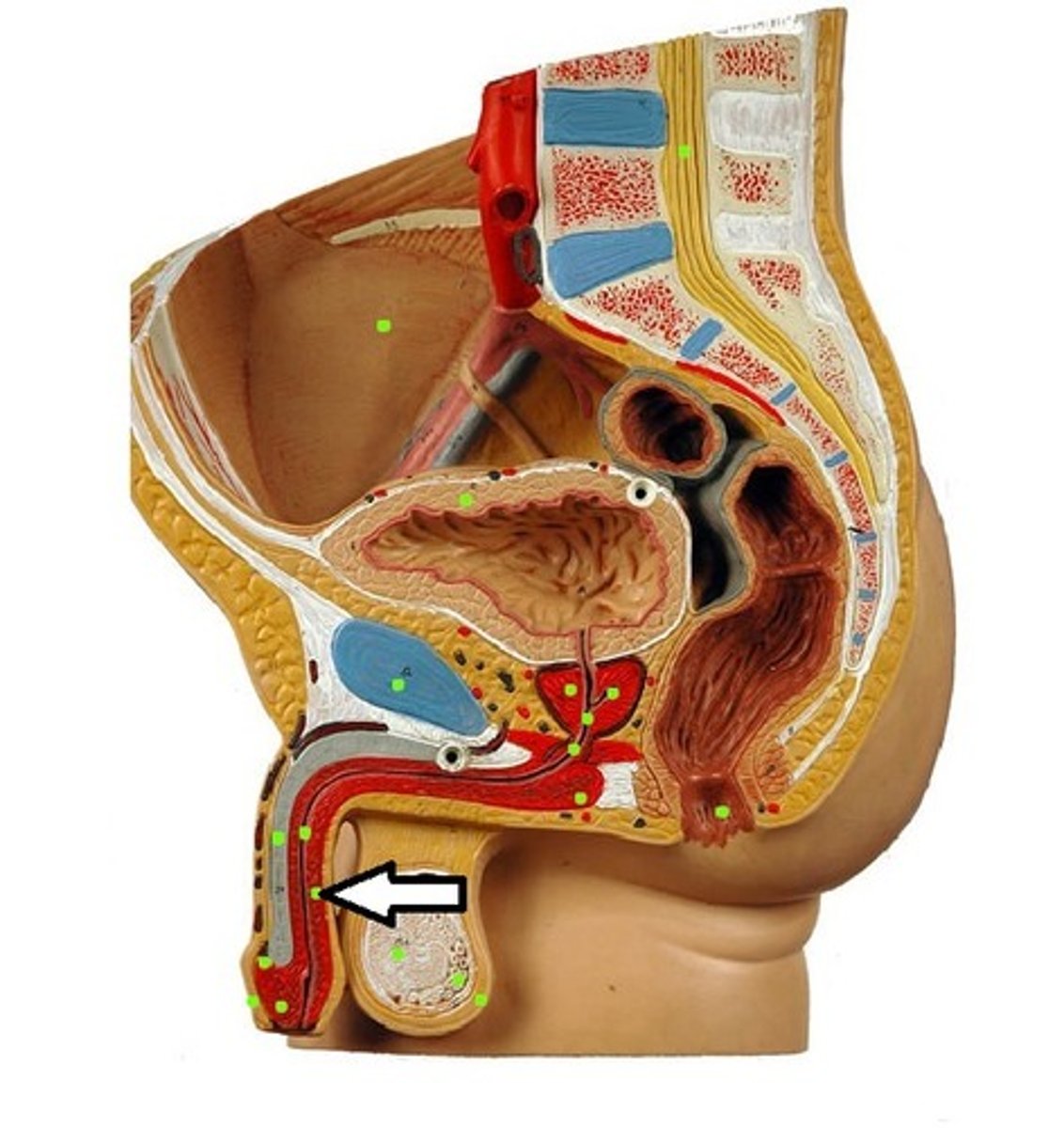 <p>Fx: prevent conpression of urethra during erection</p>