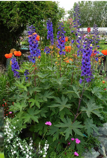 <p>Tall</p><p>Blue, purple, white, pink</p><p>Full Sun</p><p>Cottage garden</p>