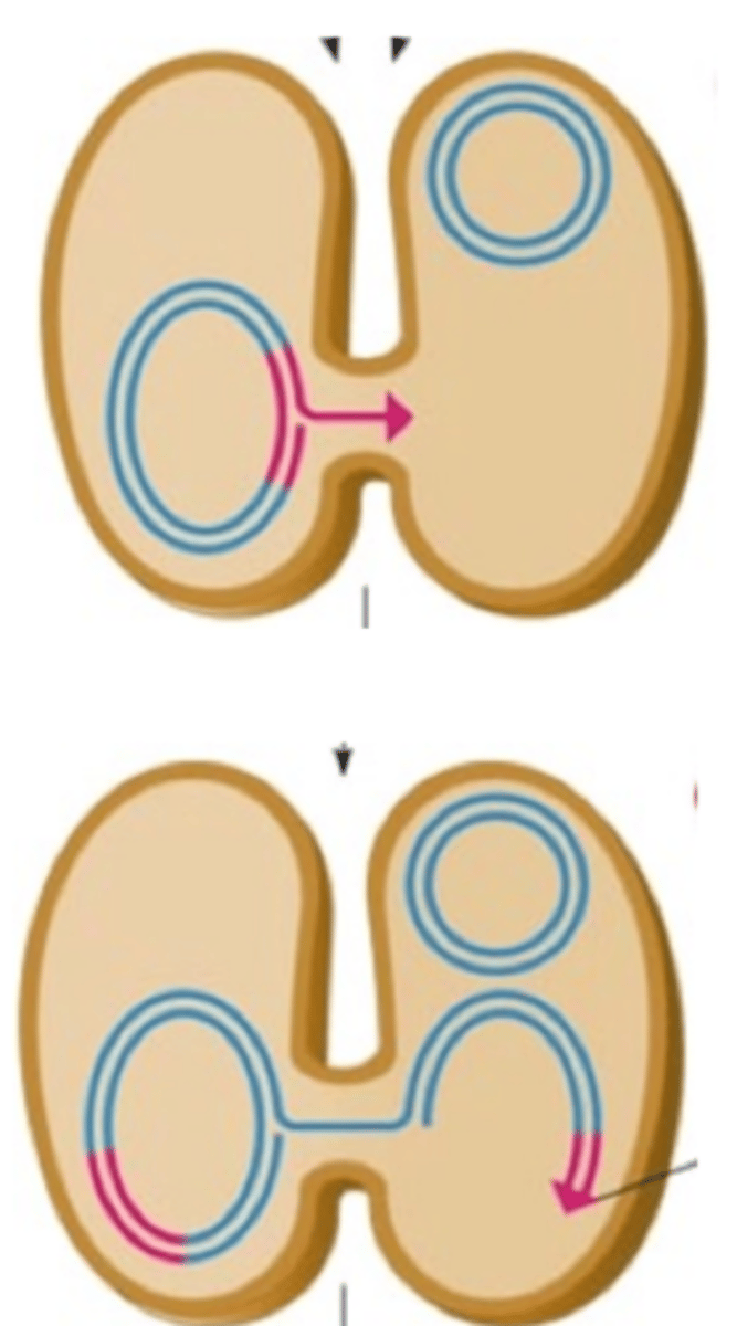 <p>There is no plasmid to be transferred through the pillus, so the entire chromosome is sent through, but the pillus is fragile and often breaks during the transfer, leaving an incomplete, linear piece of DNA in the recipient.</p>