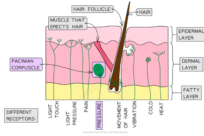 <p><strong>Pacinian corpuscles </strong>are <strong>mechanoreceptors</strong> found deep in the <strong>skin</strong>, which respond to <strong>pressure </strong>changes</p><p></p>