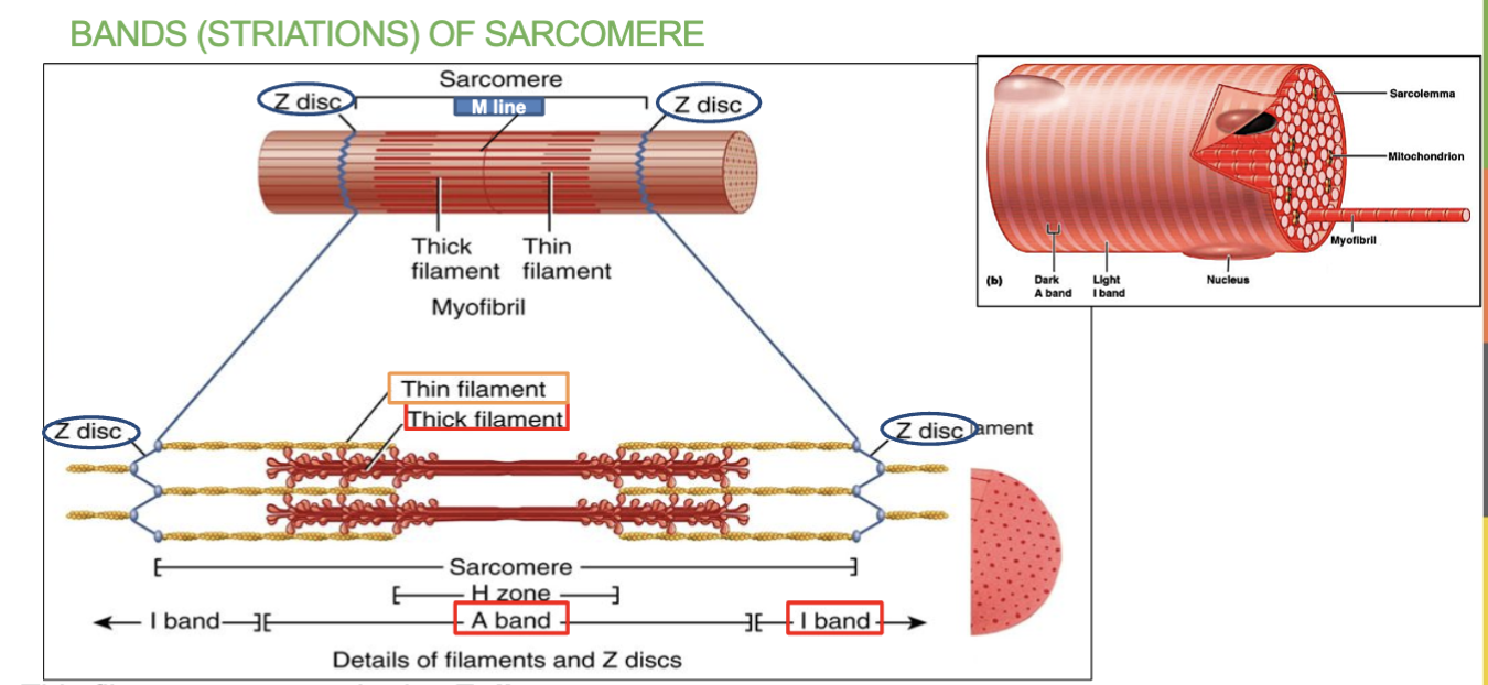 <p>they are the <strong>boundaries of a sarcomere</strong>, marking where one sarcomere ends and the next begins.</p><ul><li><p>They <strong>anchor the thin filaments (actin)</strong> and help maintain the structure of the sarcomere.</p></li><li><p>Found at both ends of a sarcomere.</p></li></ul><p></p>