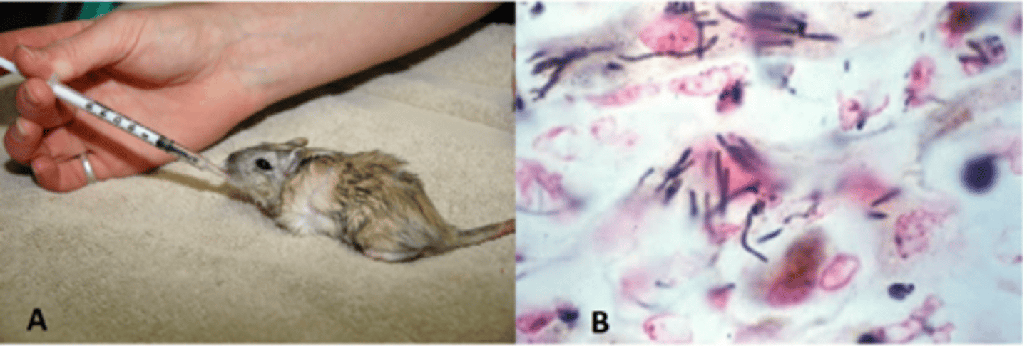 <p>The animal shown in picture A presented with depression, ruffled hair coat, hunched posture, anorexia ,and watery diarrhea prior to death. Based on these clinical signs and the histopathology in picture B, what is the most likely diagnosis?</p><p>A. 𝘊𝘭𝘰𝘴𝘵𝘳𝘪𝘥𝘪𝘶𝘮 𝘱𝘪𝘭𝘪𝘧𝘰𝘳𝘮𝘦</p><p>B. 𝘚𝘢𝘭𝘮𝘰𝘯𝘦𝘭𝘭𝘢</p><p>C. 𝘊𝘪𝘵𝘳𝘰𝘣𝘢𝘤𝘵𝘦𝘳 𝘳𝘰𝘥𝘦𝘯𝘵𝘪𝘶𝘮</p><p>D. 𝘏𝘦𝘭𝘪𝘤𝘰𝘣𝘢𝘤𝘵𝘦𝘳 𝘱𝘺𝘭𝘰𝘳𝘪</p>