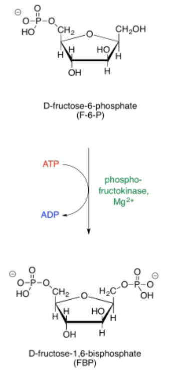 <p><span>Phosphofructokinase</span></p><p>Reaction is removed from equilibrium</p><p>uses ATP</p><p> D-fructose-6-phosphate (F-6-P) to fructose-1,6-bisphosphate</p>