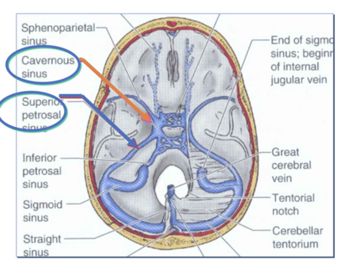 knowt flashcard image