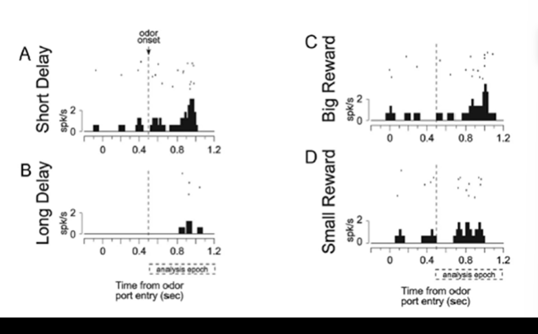 <p>VS neurons respond more to cues predicting short delayed rewards than to cue predicting long delayed reward > so VS neurons incode info about predicted value</p>