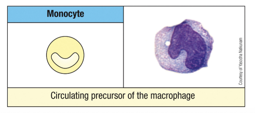 <p>Derived from myeloid progenitor</p><p>Sentinels to detect infection early in tissues, phagocytose pathogens, and coordinate immune system</p><p><span>Sentinel function – to detect infections and signal immune responses</span></p><p><span>Monocytes differentiate into macrophages in tissues</span></p><p><span>Phagocytosis of microorganisms (for immediate and direct immune control)</span></p><p><span>Phagocytosis and recycling of apoptotic (dead) cells</span></p><p><span>Killing of ingested microorganisms: oxygen-dependent and oxygen-independent </span></p><p><span>Recruitment of immune system cells into inflammatory site- Secrete cytokines and chemokines</span></p><p><span>Present antigen to T cells</span></p>