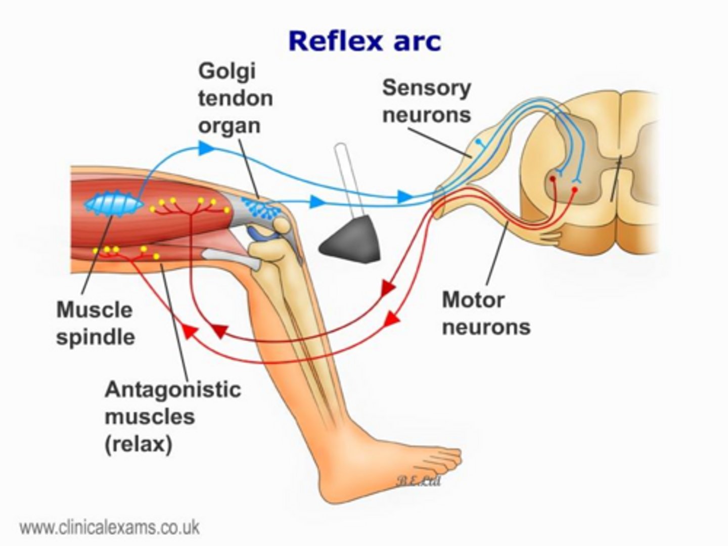 <p>Sensory receptors, sensory neurons, interneurons, motor neurons, and effectors.</p>