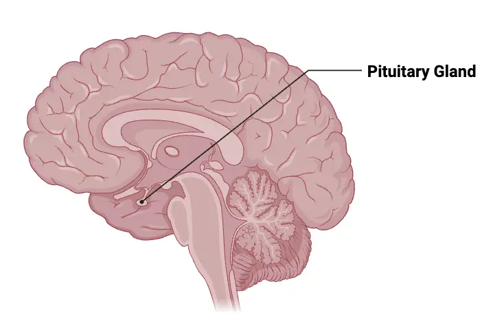 <p>pituitary gland</p>