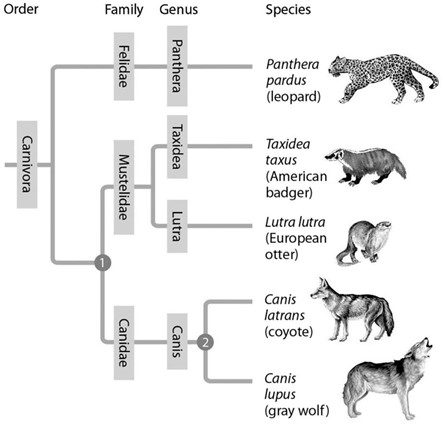 <p>In figure 20.6 below, which similarly inclusive taxon descended from the same common ancestor as Canidae?</p>