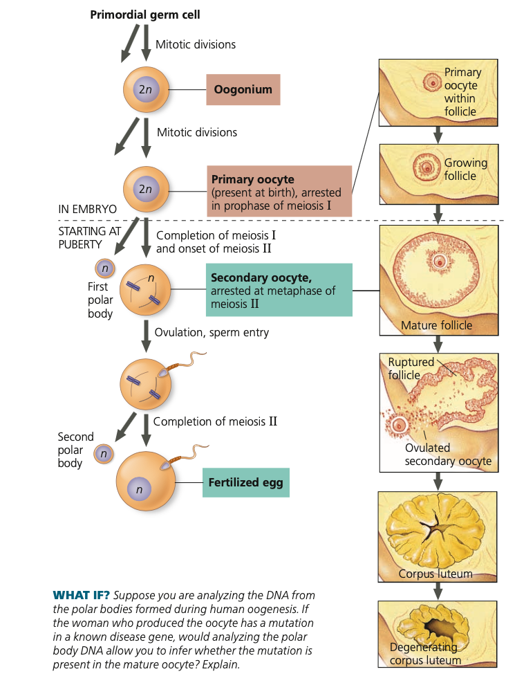 **Oogenesis**


5. Only if ____ penetrates oocyte

   
   1. Meiosis II resumes
   2. (Some animal species have sperm enter earlier or later)
6. The two meiotic divisions involve ____ cytokinesis

   
   1. Smaller cells become polar bodes

      which degenerate (first polar body

      may or may not divide again).
7. Functional product of complete oogenesis is

   a single mature egg containing a sperm head