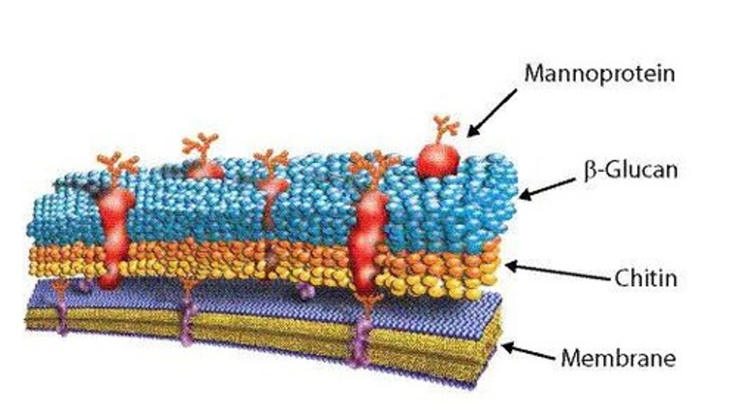 <p>A rigid layer that provides support and protection to some cells, absent in animal cells.</p>