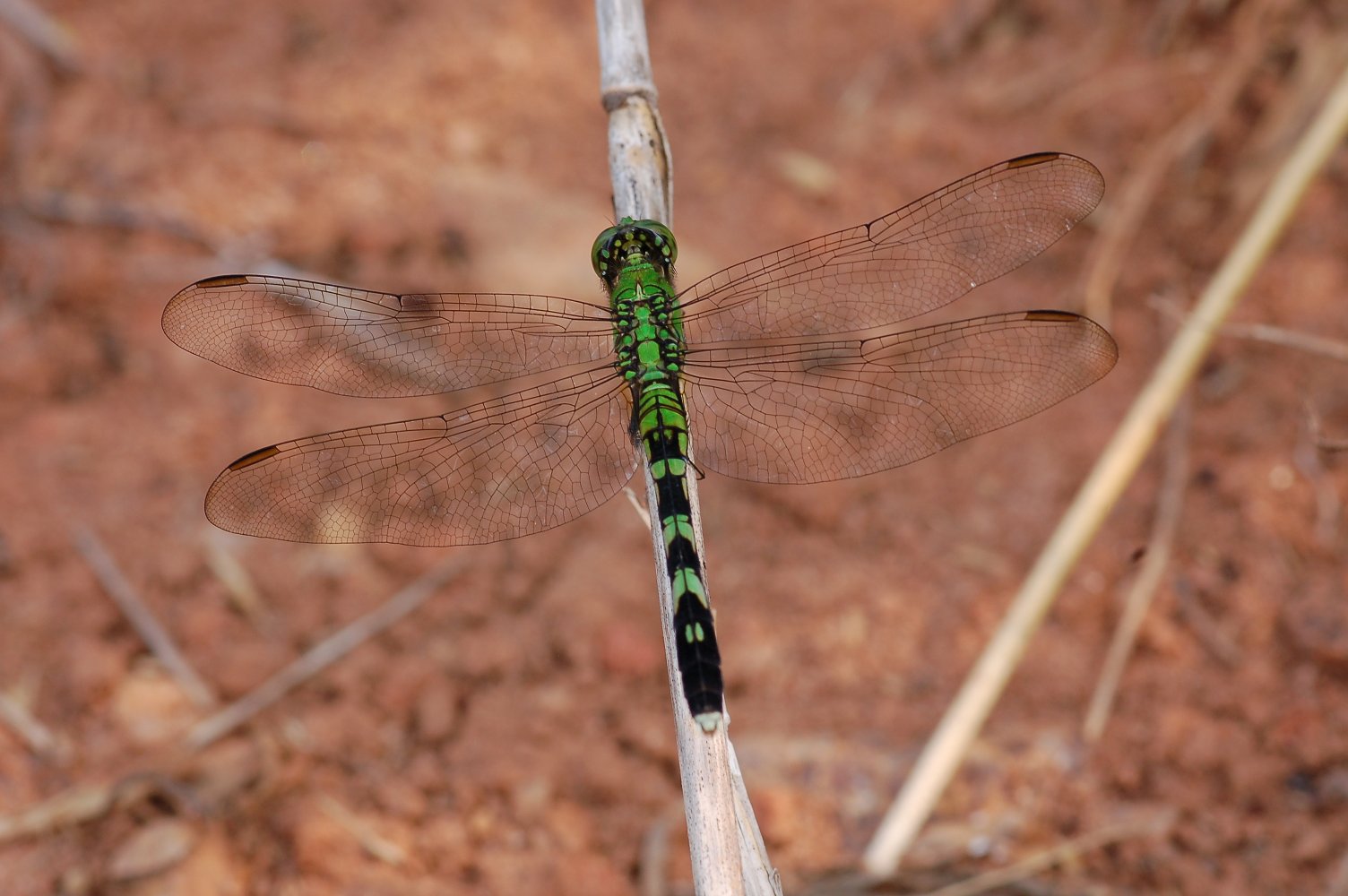 <ol><li><p>Triangles in front and hind wings are dissimilar in size, shape, or orientation</p></li><li><p>Anal loop of hind wing is foot-shaped with a distinct “heel” and “toe”</p></li><li><p>Notch on posterior side of compound eye</p></li></ol><p></p>