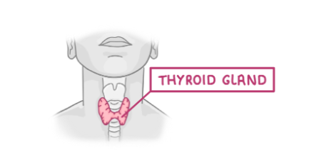 <p>produced by the thyroid gland found in your neck</p>