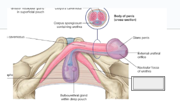 <p>what structure is that?</p>