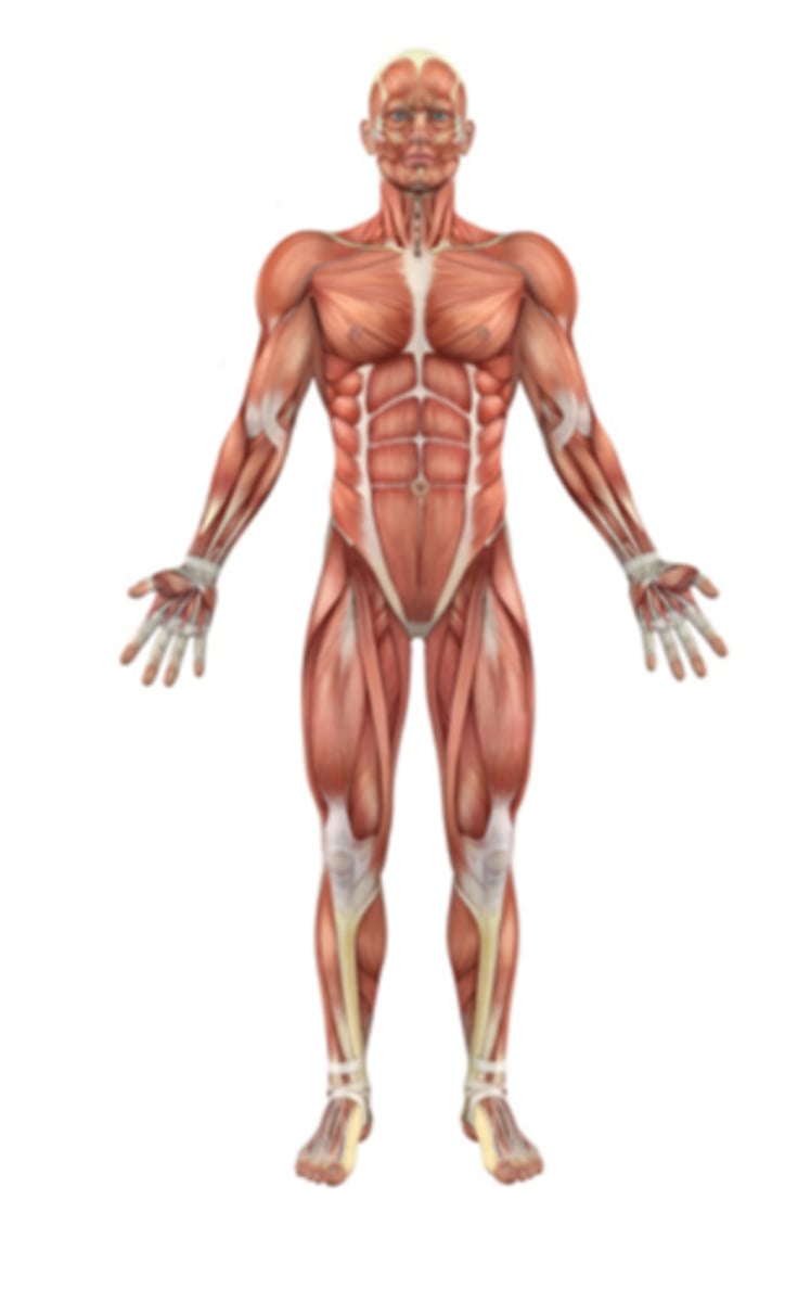 <p>standing upright</p><p>arms at sides</p><p>head facing forward, feet flat on the floor, facing forward</p><p>palms facing forward</p>