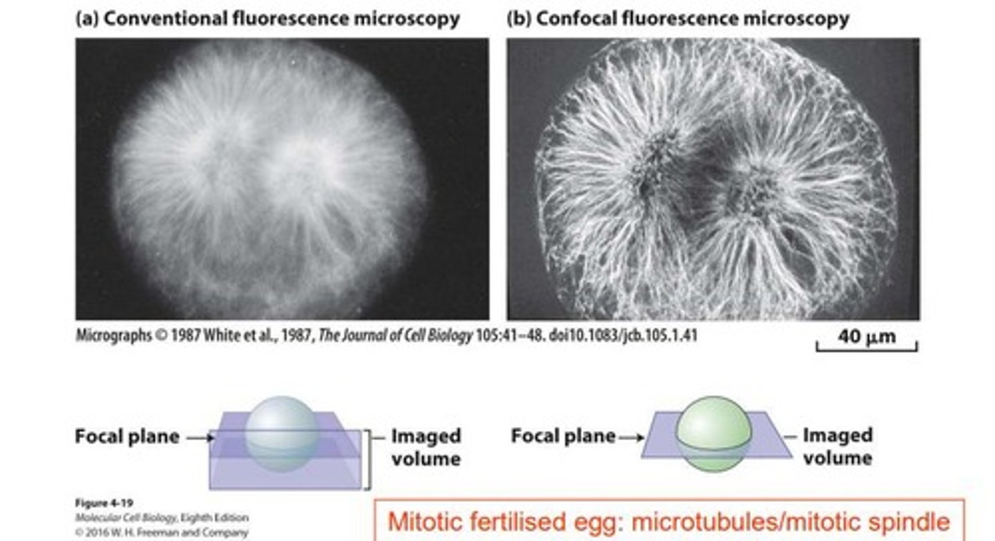 <p>Uses fluorescent dyes to visualize specific cell components.</p>