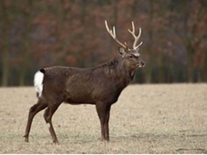 <p>zařaď živočicha do systému</p><p>Třída - řád - čeleď - druh čeština (latina)</p>