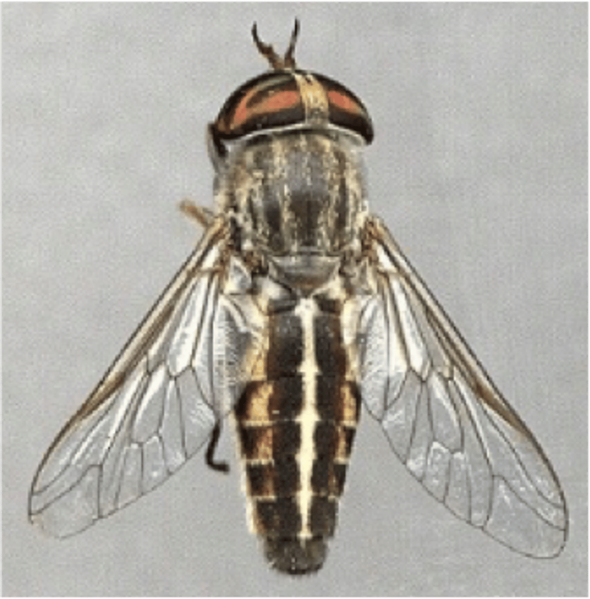 <p>Identify the sex.</p>