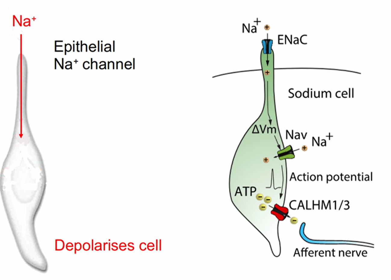 <p>Uses a modified taste receptor</p><p>Na<sup>+</sup> enters the cell via epithelial Na<sup>+</sup> leak channels</p><p>These interact with Gap junction hemi-channels to let more Na<sup>+ </sup> in</p><p>Stimulates CAHML channels to let ATP out to stimulate the afferent nerve</p>