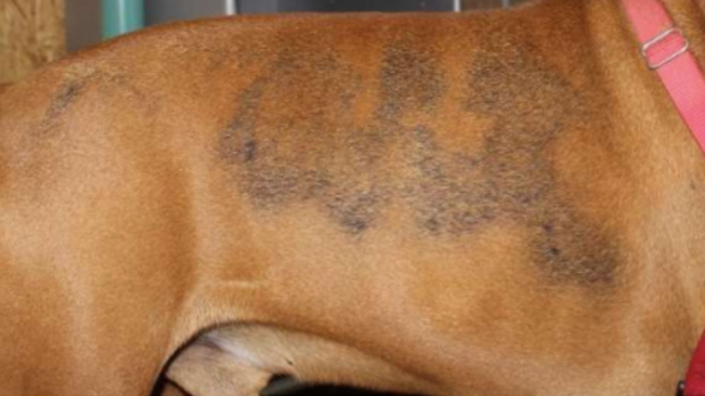 <p>¿lesión?</p><p>¿primaria o secundaria?</p>