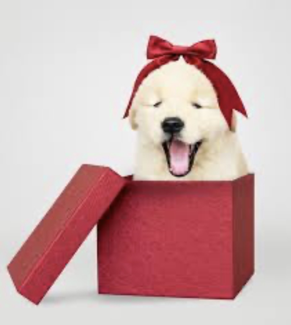 <p>I gave </p><p>I gave my friend a dog for her birthday</p>