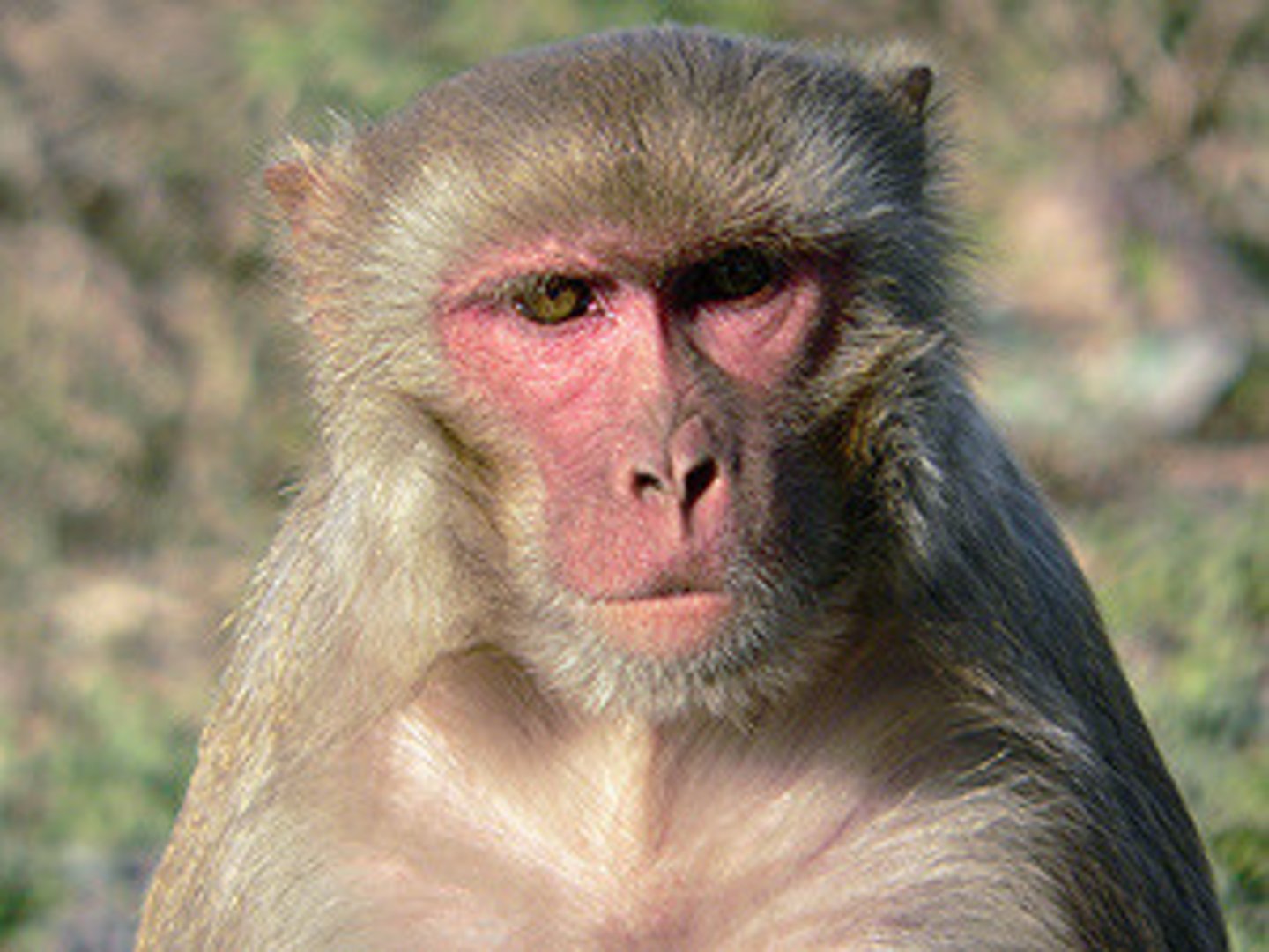 <p>rhesus macaque</p>