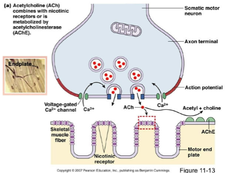 <p>nicotinic receptors; acetylcholinesterase (AChE)</p>