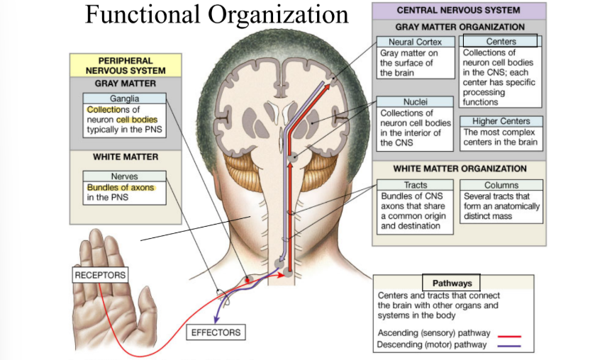 <p>What is ganglia?</p>