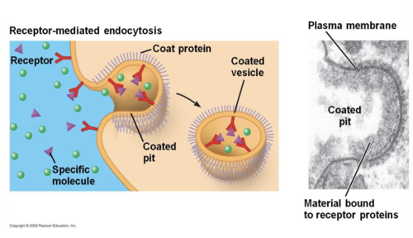 <p>binding to a receptor than membrane folds in: turning on receptor</p>