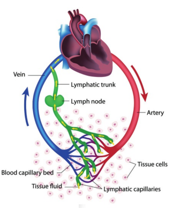 <p>Fluid entering small lymphatic vessels is routed into structures called <strong>lymph nodes</strong> before returning to a vein</p><p>Filter bacteria, viruses, and sometimes even cancer cells out of the lymph fluid (part of immune system)</p>