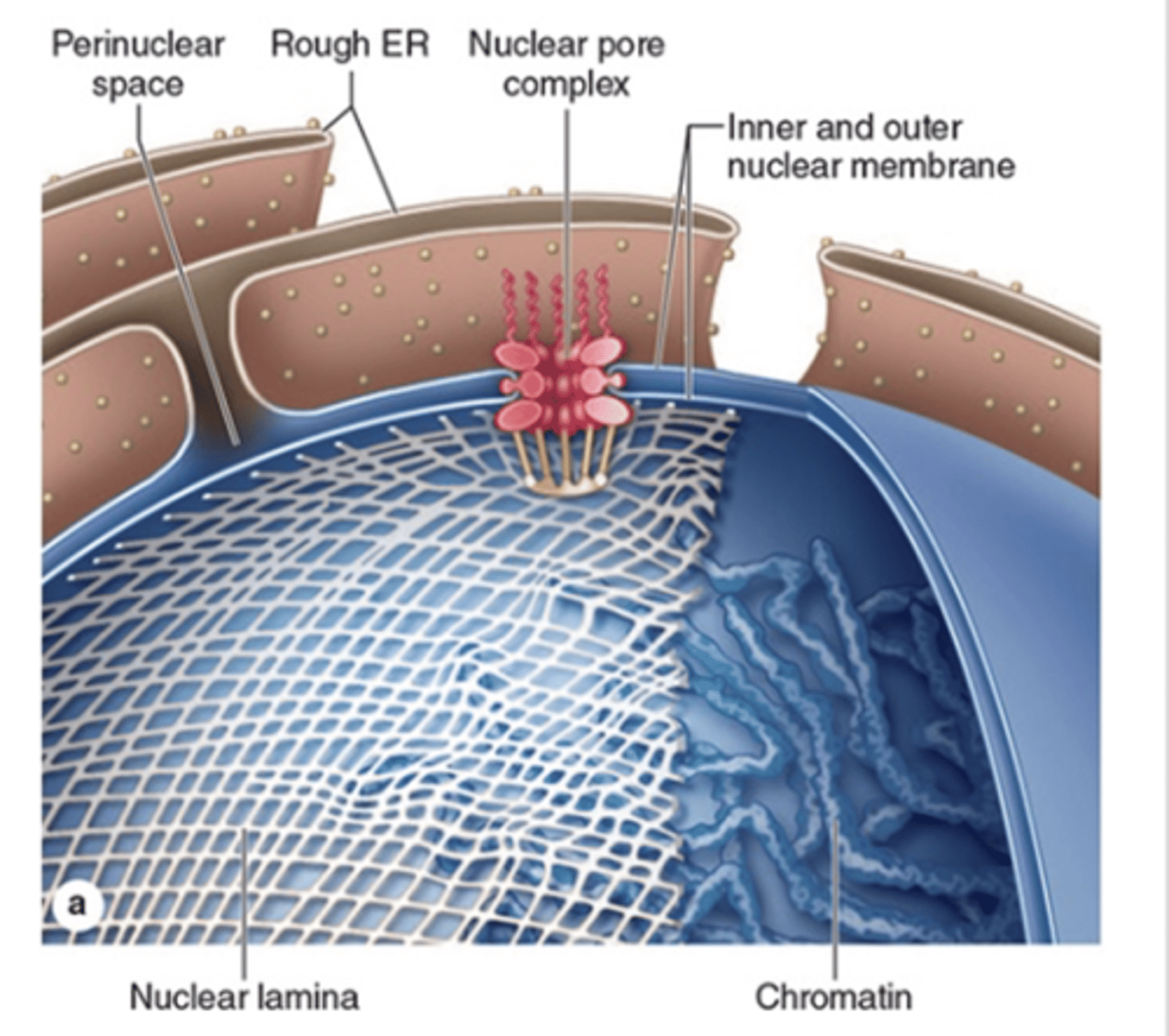 <p>What is the function of the nuclear lamina?</p>