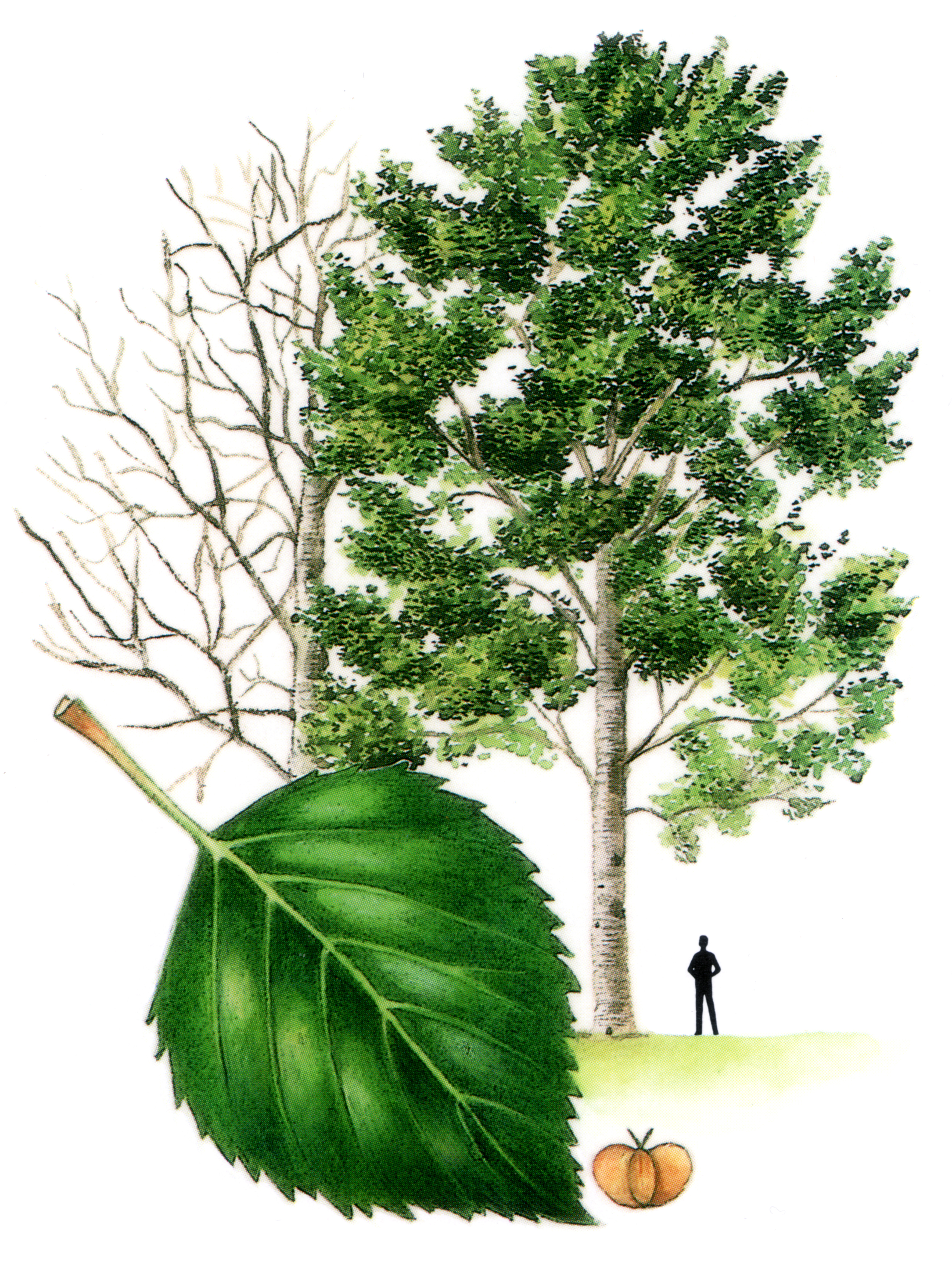 term image