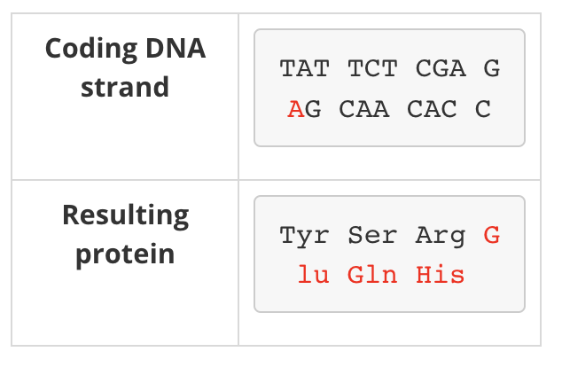 <p><span><span>changes in one or more bases that lead to a change in the reading frame of codons read by the ribosome during translation.</span></span></p>