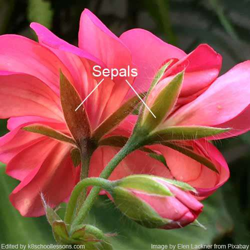 <p>Protective, modified leaves which encase the flower as it develops (can be leaf-like or resemble extra petals) </p>