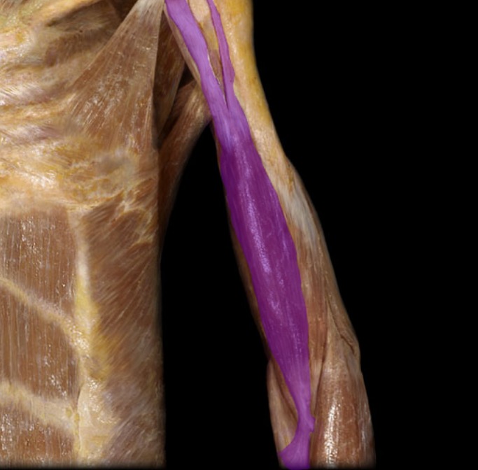 <p>superficial muscle on front of arm; 2 heads</p>