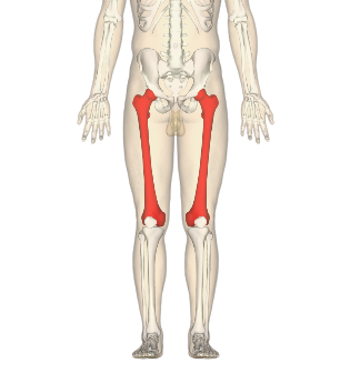 <p>any bone whose length greatly exceeds its diameter</p><p>provide wide range of motion (act as levers)</p><p>example: femur</p>