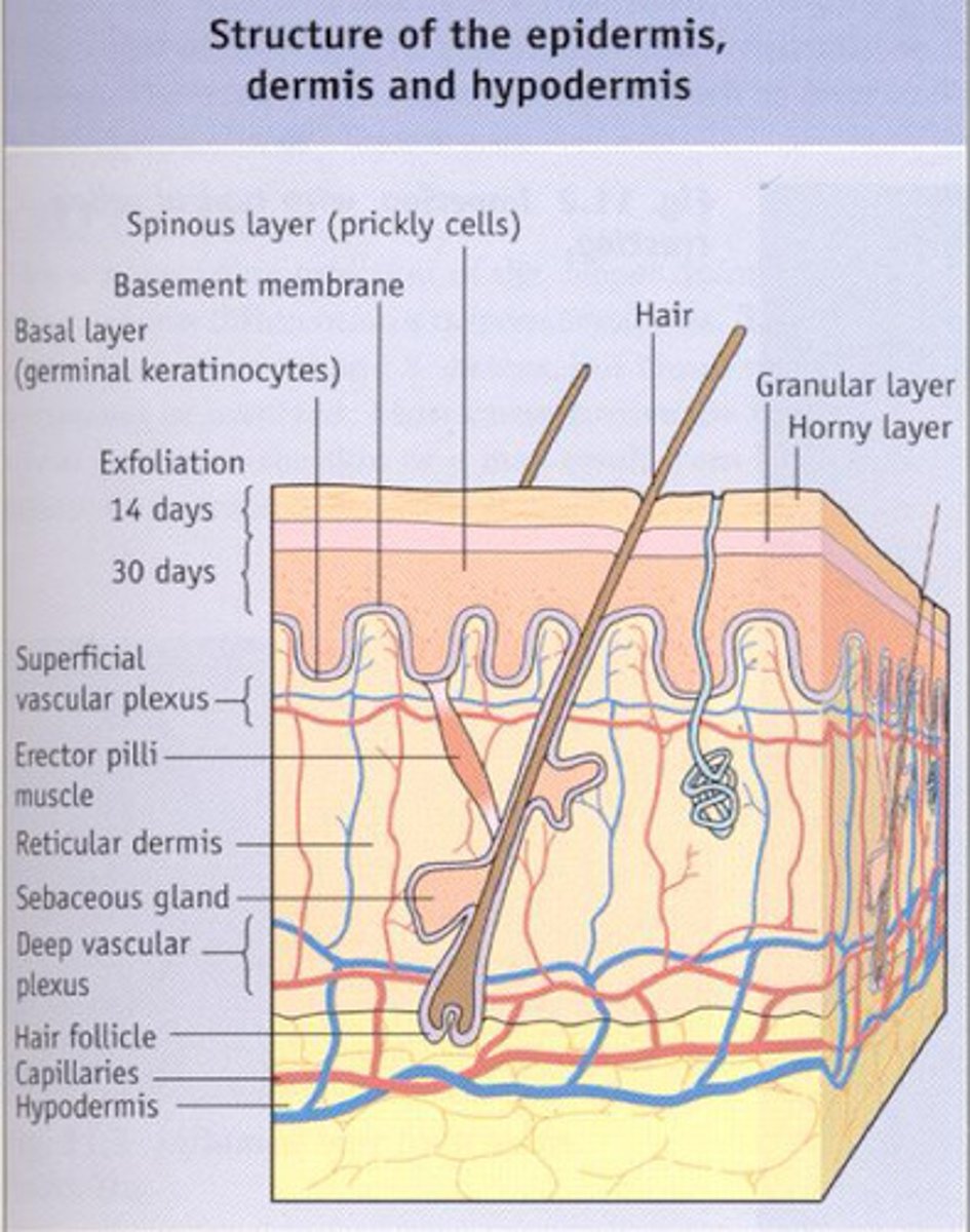 <p>-The epidermis is not a favourable environment for microbes - Periodic drying causes many resident microbiota to become dormant </p><p>(but certain areas e.g. scalp, ears, palm, genital urinary and anal regions are moist enough to support commensals)</p><p>-Epidermis has acidic pH due to oil and sweat secretions - sweat has sodium chloride giving the epidermis osmotic pressure that helps regulate the water balance on the skin surface and prevents excessive water loss, while also creating an environment that is hostile to many harmful microbes. In combination with the production of inhibitory compounds e.g. lysozyme, the skin controls the colonisation, overgrowth and infection from commensal organisms.</p><p>-Most skin bacteria are associated with glands that provide nutrients e.g. sebaceous glands providing </p><p>-A types of beneficial skin bacteria Staphylococcus epidermidis (italics after you write the names)</p><p>-Most beneficial type of skin bacteria produced is gram positive anaerobe Propionibacterium acnes</p><p>(Remember the names of the bacteria in italics )</p>