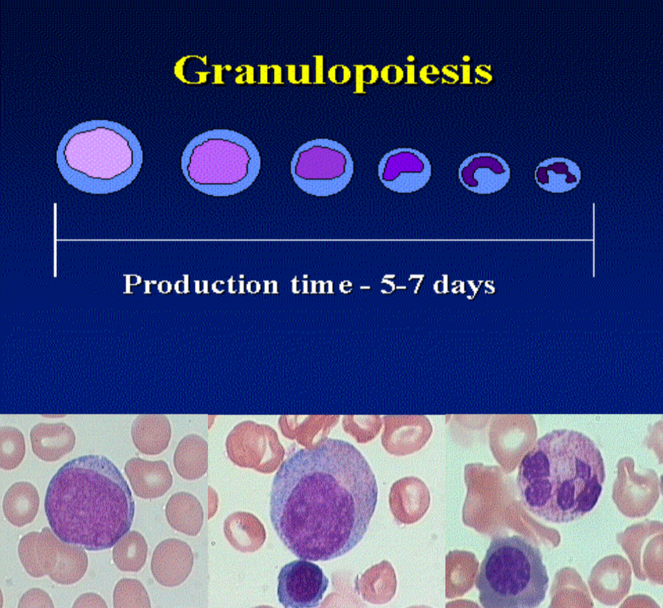 <p>Interleukin (IL)-3 and Granulocyte-macrophage-colony stimulating factor (GM-CSF)</p><ul><li><p> G-CSF - neutrophils</p></li><li><p> IL-4 - basophils and eosinophils</p></li></ul>