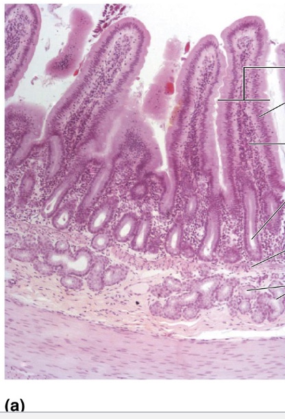 <p>What tissue is this?</p>