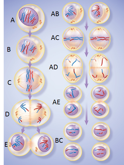 <p><span>Which stage is showing <u>homologous chromosomes</u> separating and migrating to opposite poles of the cell.</span></p>