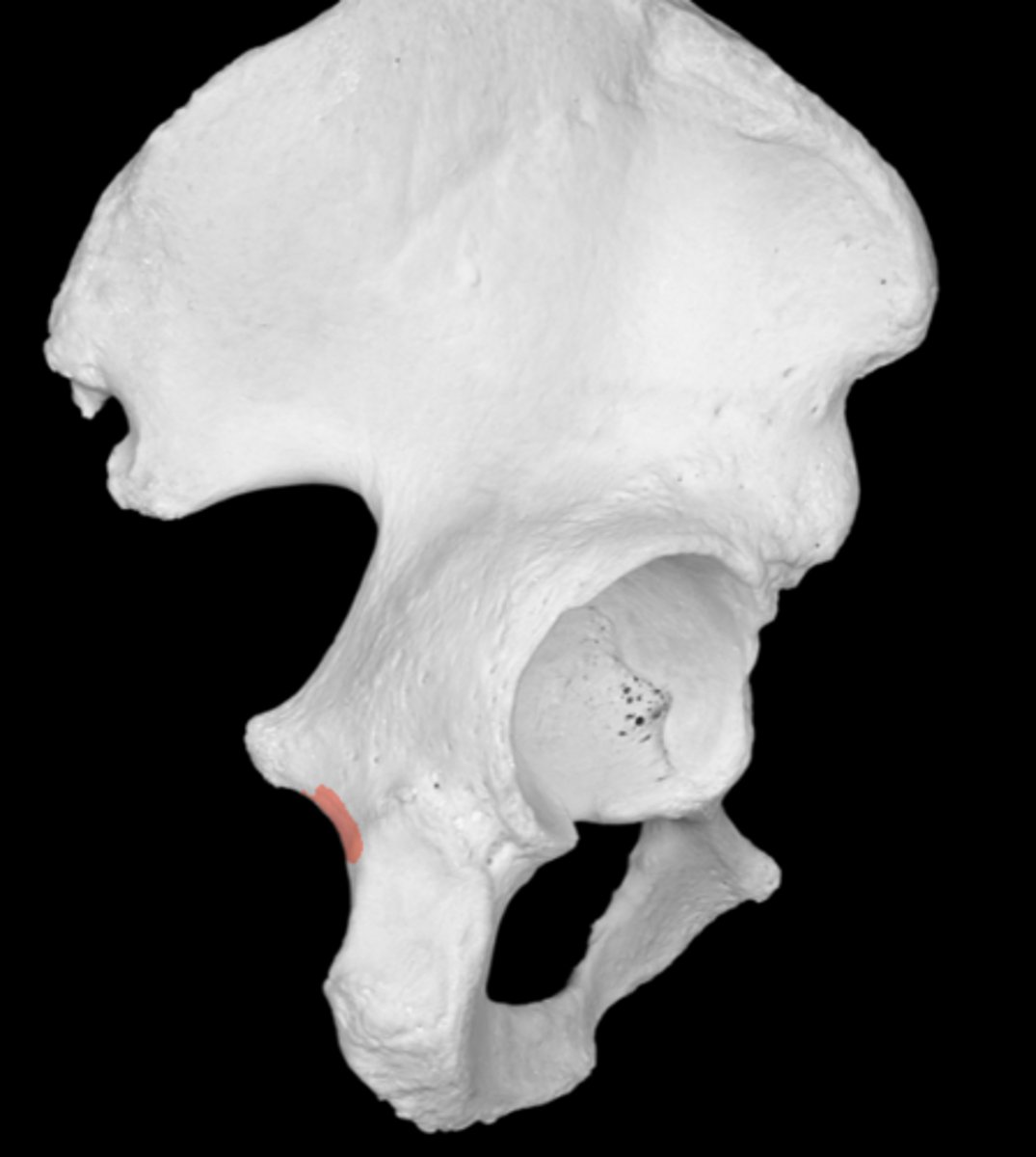 <p>between ischial spine and ischial tuberosity</p><p>structures from pelvic cavity to genital region</p>