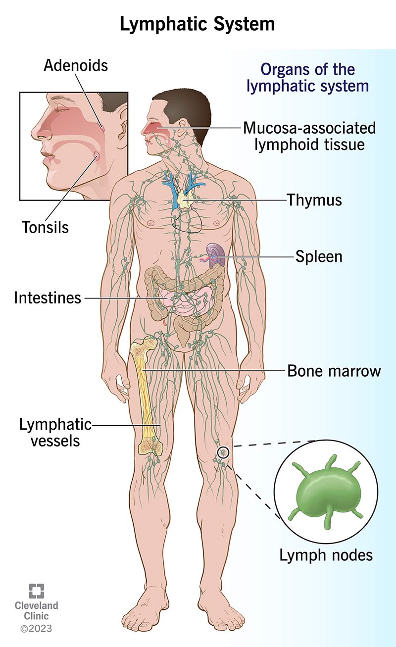 <p>Lymph nodes, thymus, and spleen.</p>