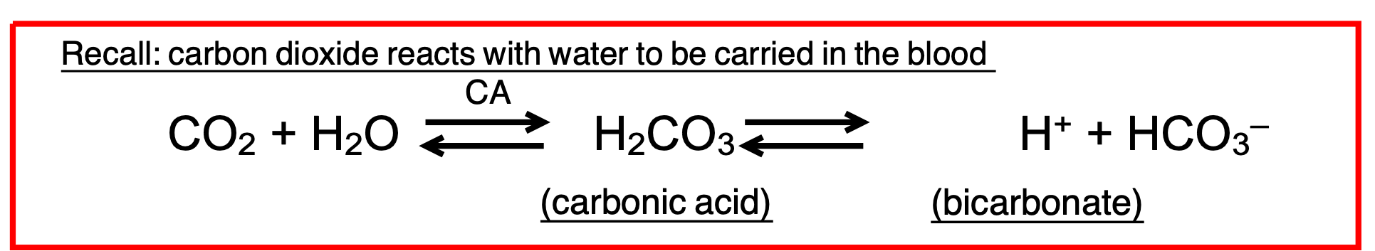 <ul><li><p>Carbon dioxide reacts with water to be carried in the blood </p></li><li><p>A change in rate of respiration can alter CO2 levels and drive changes in pH</p></li></ul><p></p>